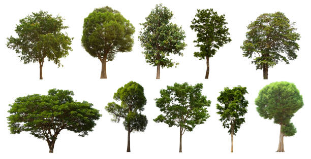 istock isolated tree set is located on a white background. Collection of isolated tree on white background 1181113720