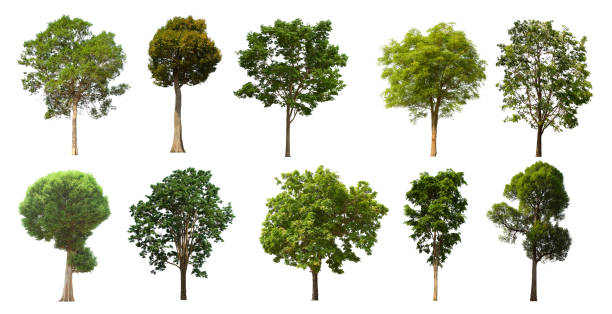 istock isolated tree set is located on a white background. Collection of isolated tree on white background 1181113725