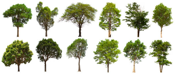 istock isolated tree set is located on a white background. Collection of isolated tree on white background 1181113740