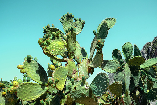 Close up cactus fruit plants with blue background