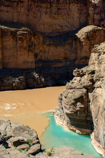 Havasu Creek Colorado River confluence vertical Havasu Creek enters the Colorado River inside of the Grand Canyon, where the clear blue water from Havasu Creek mixes with the muddied waters of the Colorado River.  A large number of bluehead sucker fish can be seen in Havasu Creek havasu creek stock pictures, royalty-free photos & images