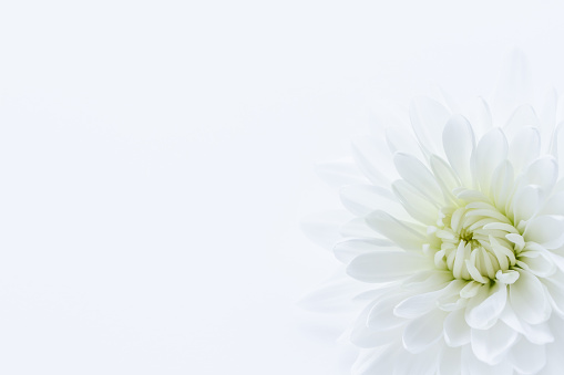 White chrysanthemum, white background, message card