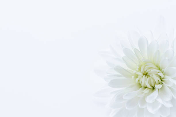 white chrysanthemum flower - flower white imagens e fotografias de stock