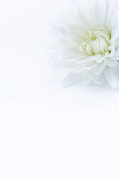 istock White chrysanthemum flower 1181115707