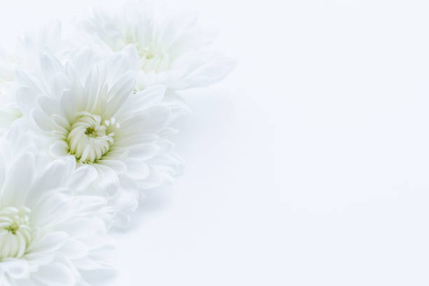 White chrysanthemum flower