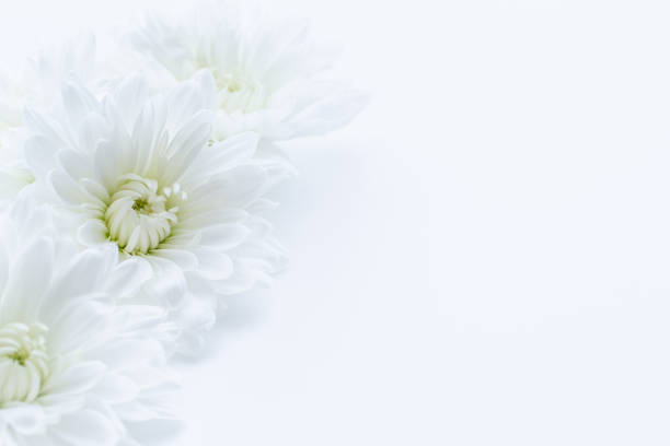 White chrysanthemum flower White chrysanthemum, white background, message card gift tag note photos stock pictures, royalty-free photos & images