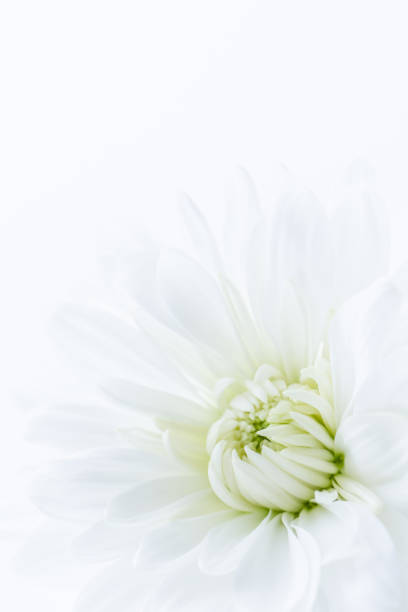 istock White chrysanthemum flower 1181115711