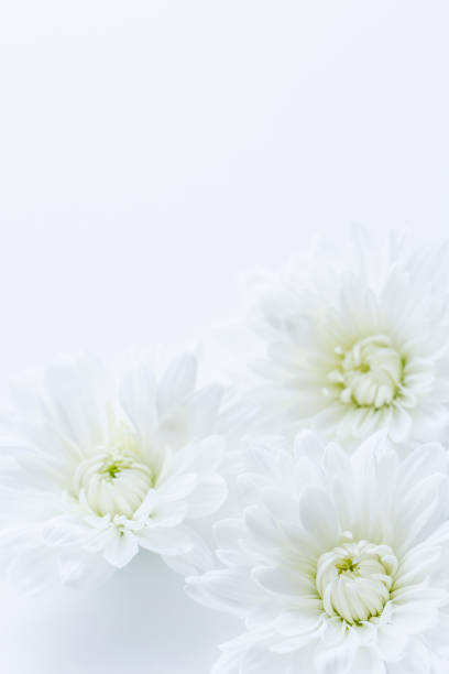 istock White chrysanthemum flower 1181115723