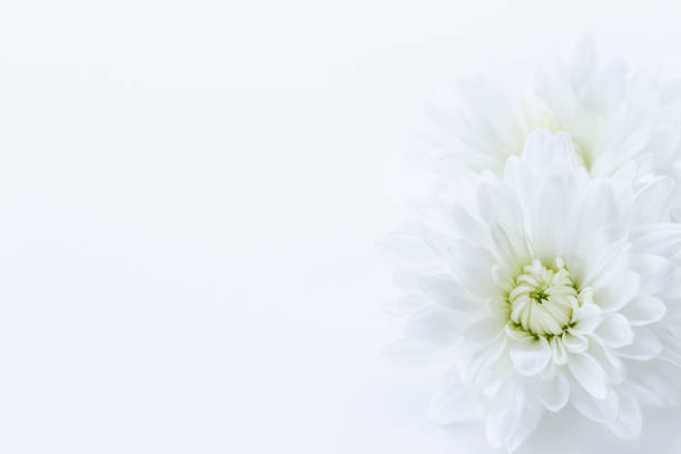 flor de crisantemo blanco - chrysanthemum fotografías e imágenes de stock