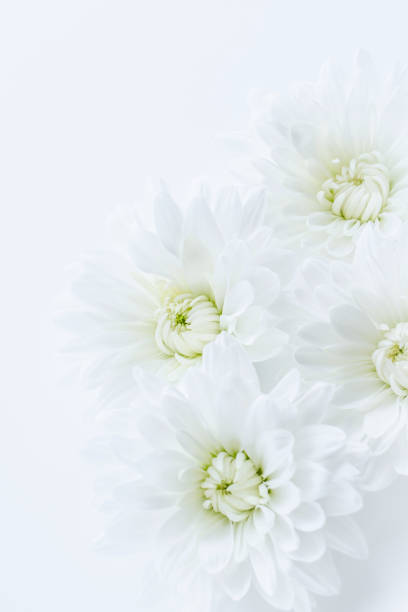 White chrysanthemum flower White chrysanthemum, white background, message card gift tag note photos stock pictures, royalty-free photos & images