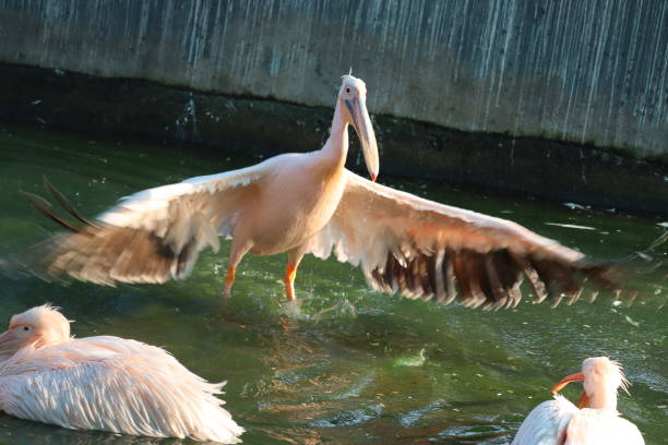 великий белый или восточный белый пеликан, розовый пеликан или белый пеликан птица в семье пеликанов. он размножается из юго-восточной евро - pelican beak open bird стоковые фото и изображения