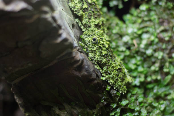 Vietnamese Mossy Frog camouflaged on the grass. Soft focus. Nature in the background is blurred.
