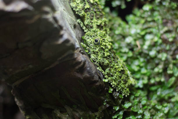 вьетнамская лягушка мосси замаскирована на траве. мягкий фокус. - camouflage animal frog tree frog стоковые фото и изображения