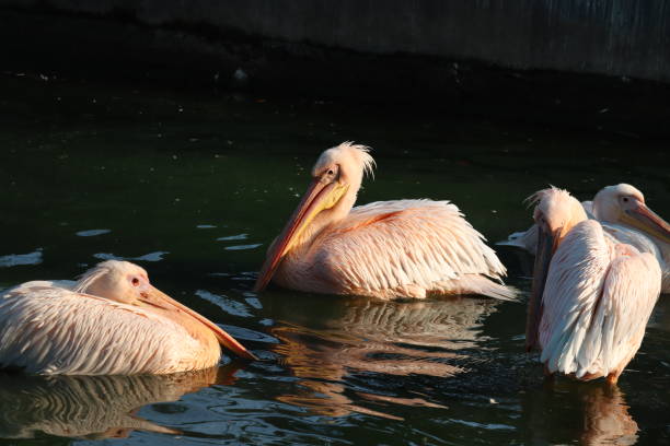 большой белый пеликан (pelecanus onocrotalus), также известный как восточный белый пеликан, розовый пеликан или белый пеликан, является большой водян� - pelican beak open bird стоковые фото и изображения