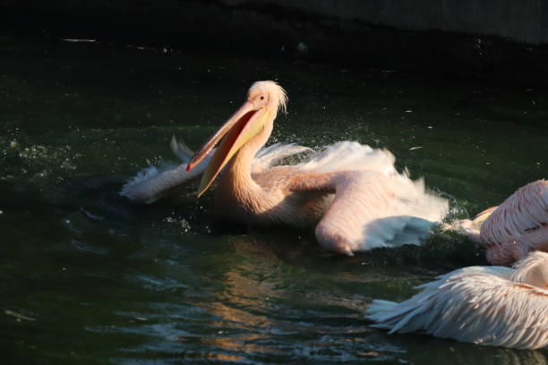 великий белый или восточный белый пеликан, розовый пеликан или белый пеликан птица в семье пеликанов. он размножается из юго-восточной евро - pelican beak open bird стоковые фото и изображения