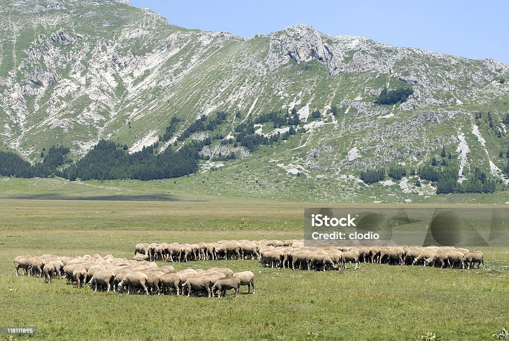 Sheeps en Campo Imperatore (L'Aquila, Abruzzi, Italia - Foto de stock de Abruzzi libre de derechos