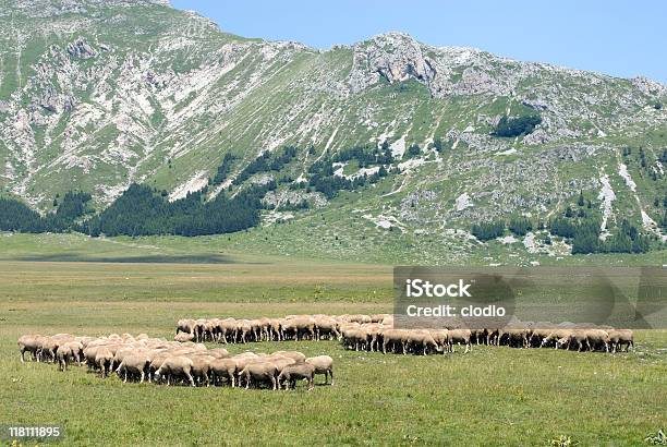 Sheeps En Campo Imperatore Laquila Abruzzi Italia Foto de stock y más banco de imágenes de Abruzzi