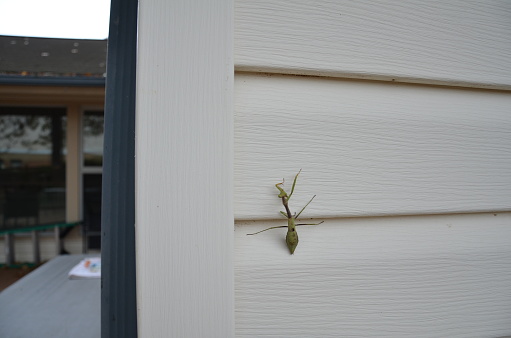 green praying mantis insect on white vinyl house siding