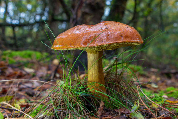 осень с красивым заливом болетус гриб в лесу - moss toadstool фотографии стоковые фото и изображения