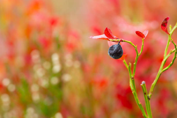 Closeup of blueberry with frost a cold autumns day.