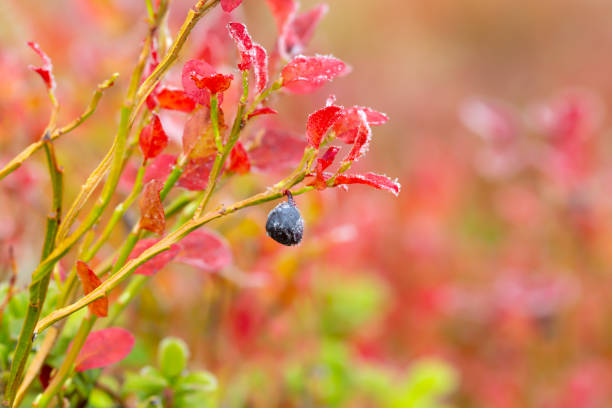 Blueberry with frost a cold autumns day