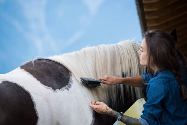 istock Grooming and cleaning my horse 1181124796