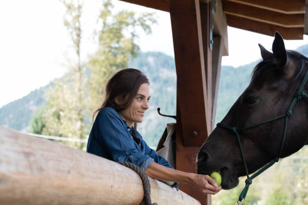weibliche rancher füttert ihr pferd mit einem apfel - pferdeäpfel stock-fotos und bilder