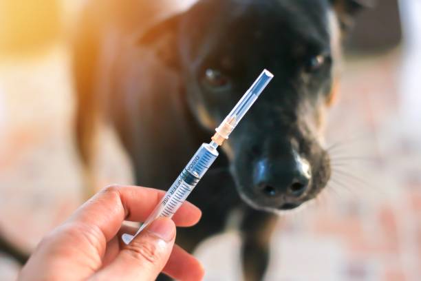 Vaccine Rabies Bottle and Syringe Needle Hypodermic Injection,Immunization rabies and Dog Animal Diseases,Medical Concept with Dog blurred Background.Selective Focus Vaccine vial stock photo