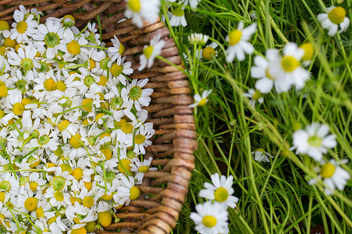 collecting chamomile flowers