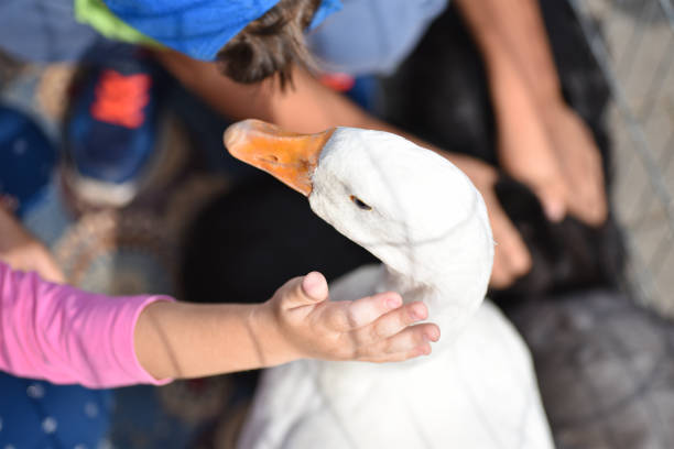 Children play with a domestic goose.