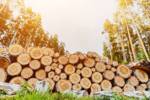 istock The cut down trees are stacked and prepared for cutting on firewood 1181132835