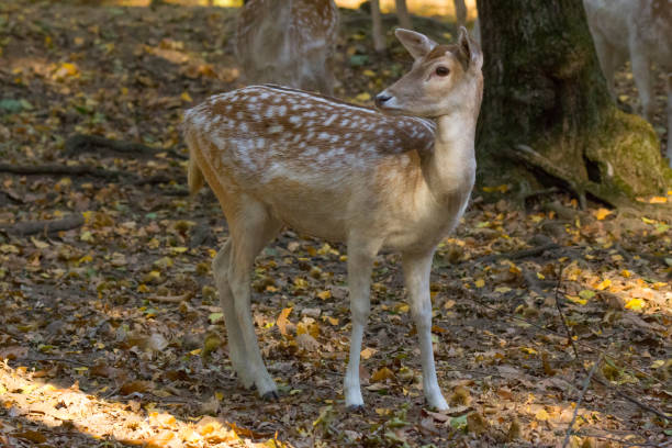 istock Young fawn in a forest 1181133740