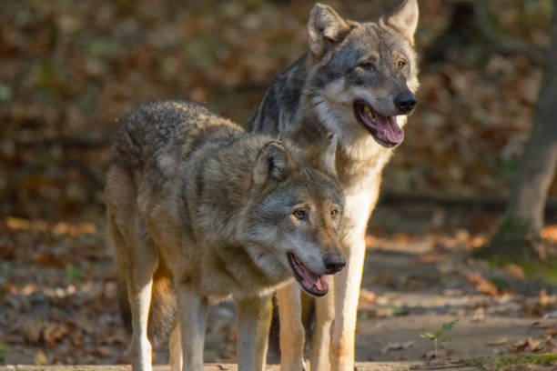 istock A couple of wolves 1181133741