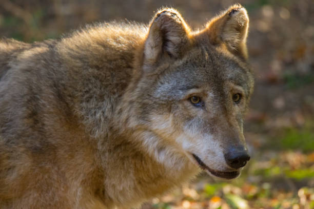 istock Portrait of a wolf 1181133766