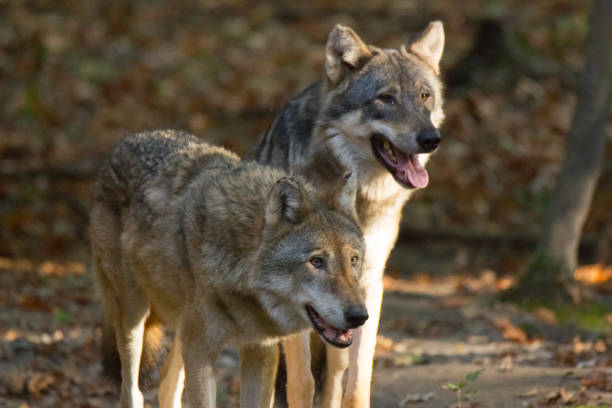 A couple of wolves