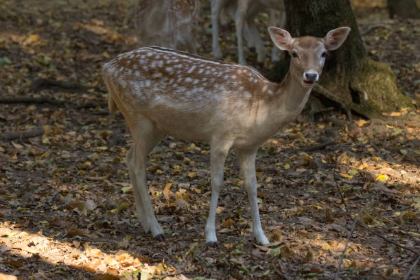 istock Young fawn in a forest 1181133791