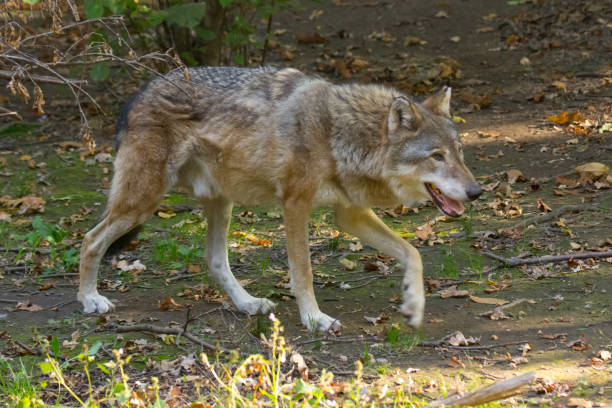 istock Portrait of a wolf 1181133802