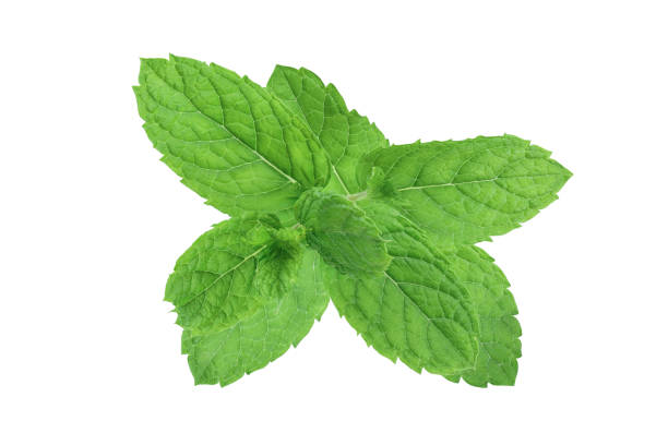 istock fresh mint leaves isolated on white background 1181134993