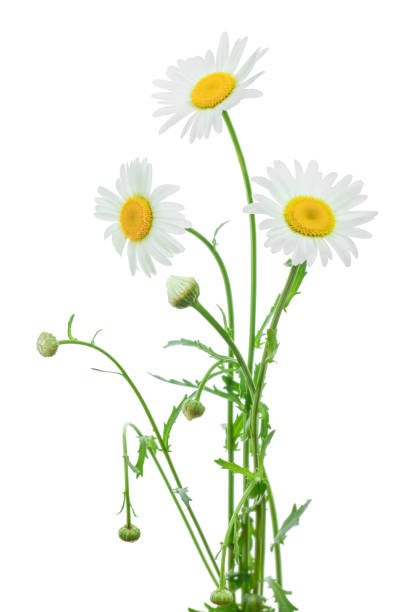 istock one chamomile or daisies with leaves isolated on white background 1181134997