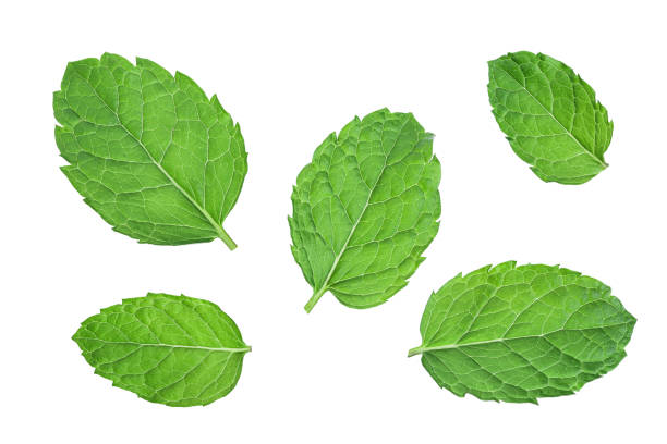 istock fresh mint leaves isolated on white background 1181135003