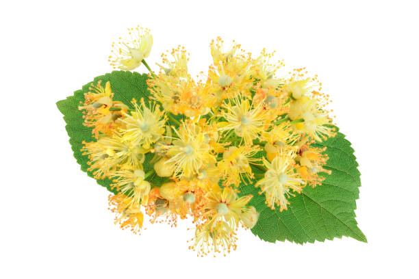 istock Linden flowers with leaf isolated on white background 1181135011