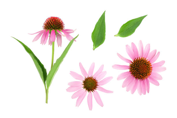 Pink Echinacea flowers in a garden