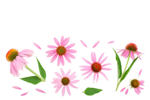 istock Coneflower or Echinacea purpurea isolated on white background with copy space for your text. Top view. Flat lay 1181135021