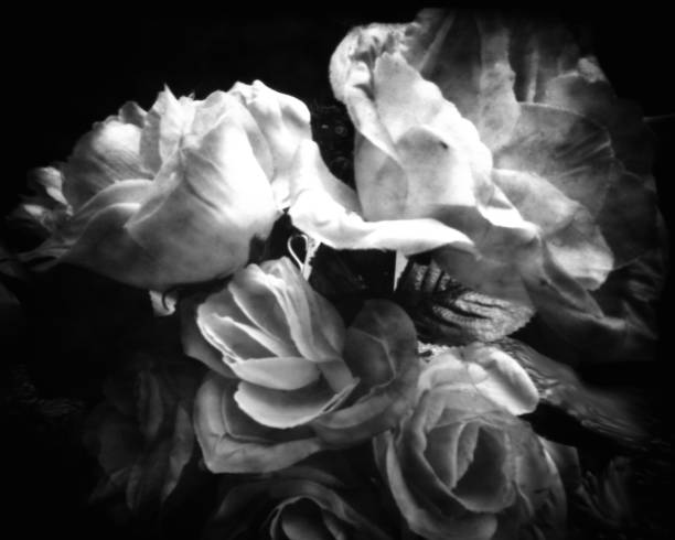 Bunch of roses. This black and white camera obscura photo is NOT sharp due to camera characteristic. Taken on Photographic Paper, with a professional pinhole camera