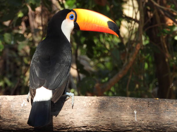 Toco toucan Toco toucan is the commonest toucan.Its long  large bill plucks fruits from trees and makes food more accessible. The colourful bill makes it a popular pet and leads to illegal poaching of this species. cuiabá photos stock pictures, royalty-free photos & images