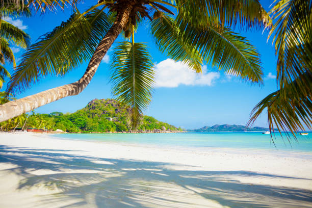 istock Tropical white sand beach with palms and sea 1181138474