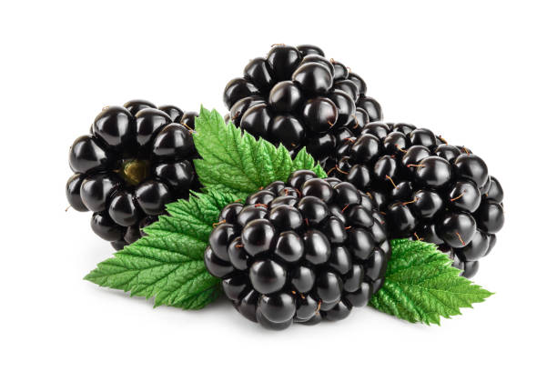 istock blackberry with leaf isolated on a white background closeup 1181139202