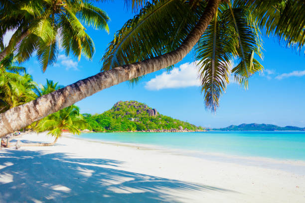 istock Tropical white sand beach with palms and sea 1181139213