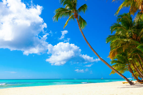 istock Tropical white sand beach with palms and sea 1181139655