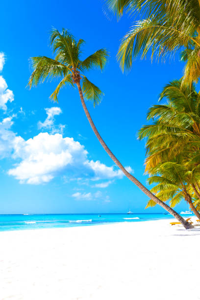 istock Tropical white sand beach with palms and sea 1181139664